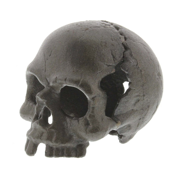 Skull, No Jaw - Natural